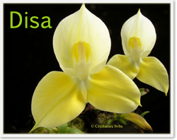 Disa uniflora xantix yellow