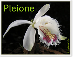 Pleione albiflora