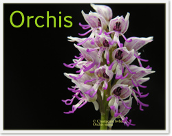Orchis simia